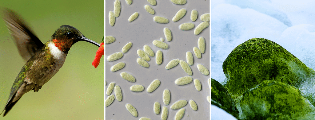 Collage of a hummingbird feeding on a flower, yogurt bacteria under a microscope, and green algae growing on Antarctic ice—showing biology in action across the globe.